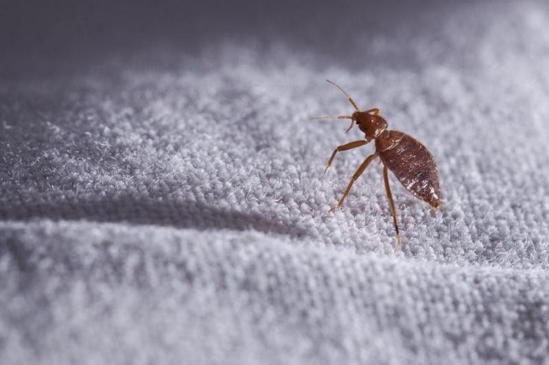 D&eacute;sinsectisation &agrave; ROOST-WARENDIN : m&eacute;thodes efficaces contre les insectes