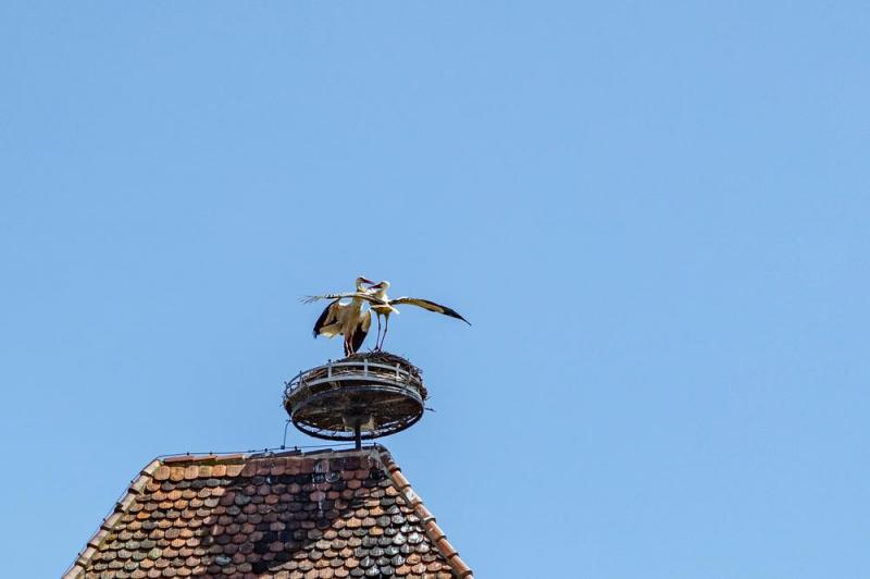 Comment assurer la destruction d'un nid de gu&ecirc;pes ?