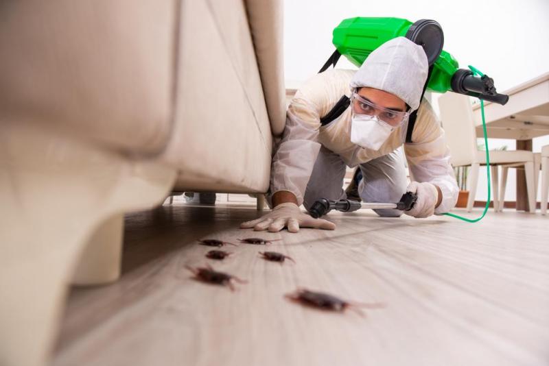 Solutions de d&eacute;sodorisation apr&egrave;s une invasion de nuisibles