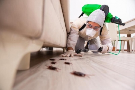 Solutions de d&eacute;sodorisation apr&egrave;s une invasion de nuisibles